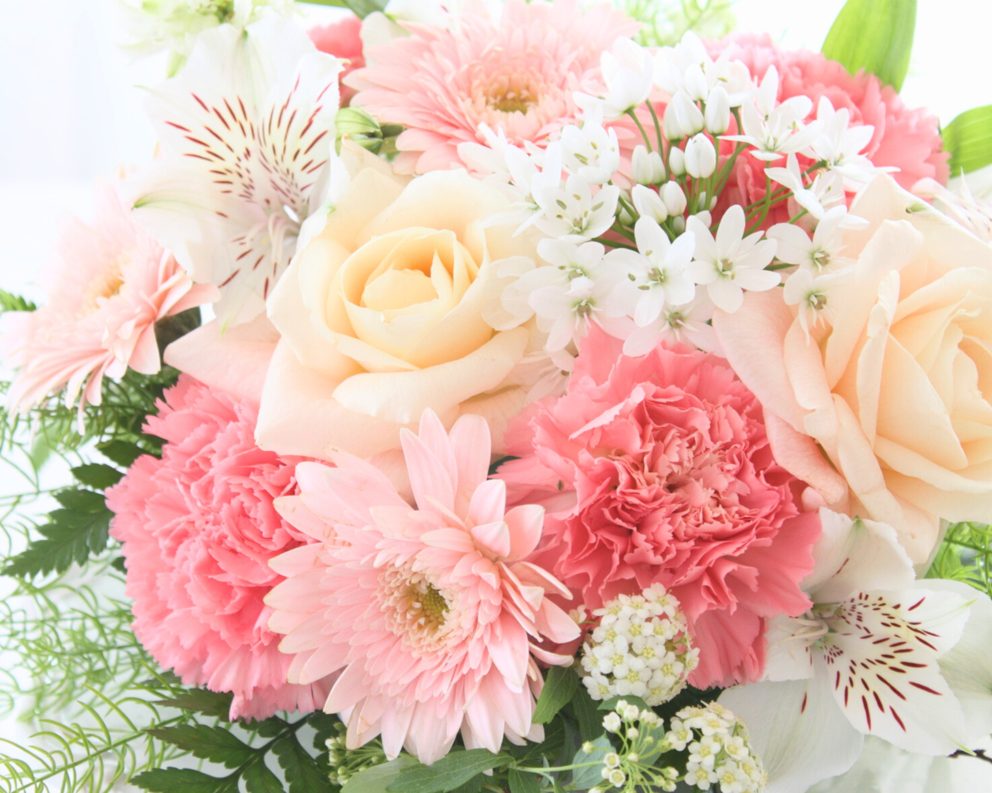 Lanoveira Officialのアバター